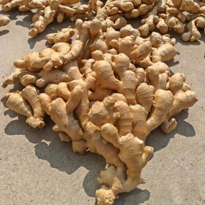 出非洲口大姜中东姜出马来生姜口大量供应价格优惠生姜ginger图3