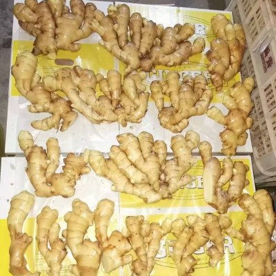 出非洲口大姜中东姜出马来生姜口大量供应价格优惠生姜ginger图4