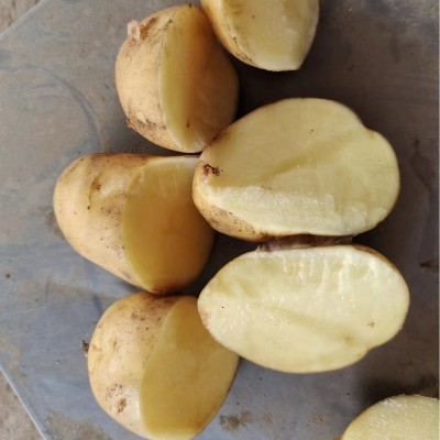 出跨境口土豆级别，荷兰土豆出跨境口非洲马来西亚土豆专业跨境土图4