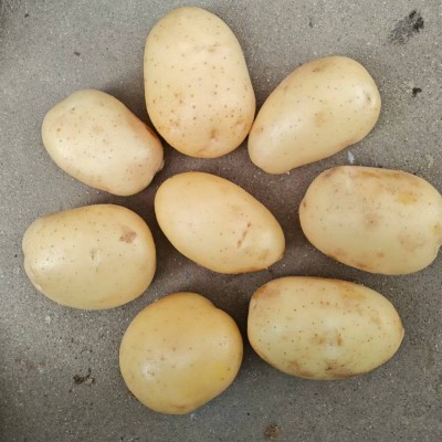 出跨境口土豆级别,荷兰土豆出跨境口非洲马来西亚土豆专业跨境土 出跨境口土豆级别,荷兰土豆出跨境口非洲马来西亚土豆专业跨境土