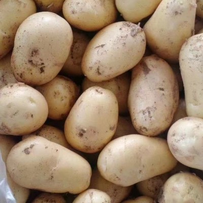 出跨境口土豆级别，荷兰土豆出跨境口非洲马来西亚土豆专业跨境土图5