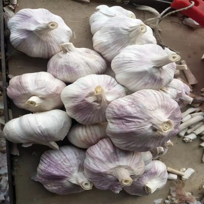 出口紫皮大蒜 大量供应出口大蒜出口东南亚非洲大蒜中东大蒜 出口紫皮大蒜 大量供应出口大蒜出口东南亚非洲大蒜中东大蒜