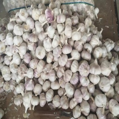 出口紫皮大蒜 大量供应出口大蒜出口东南亚非洲大蒜中东大蒜图3