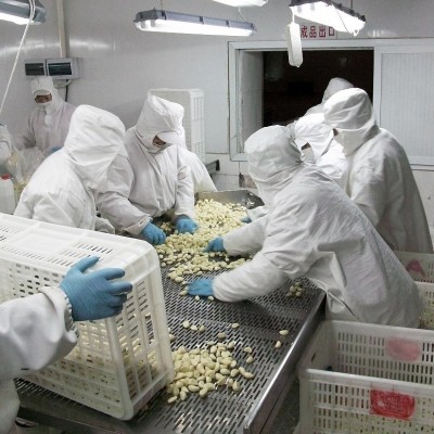 蒜子 蒜米去皮保鲜出口标准真空袋纸箱辣味十足糖度高不泡水蒜米图4