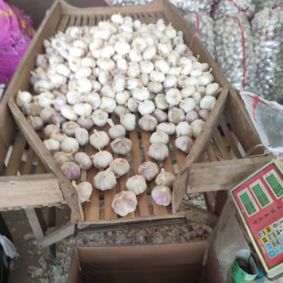 出口大蒜多种规格包装基地产地直发保鲜大蒜加工邳州蒜头图3