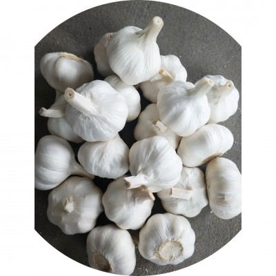 出口大蒜多种规格包装基地产地直发保鲜大蒜加工邳州蒜头图2