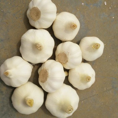 出口大蒜多种规格包装基地产地直发保鲜大蒜加工邳州蒜头图4