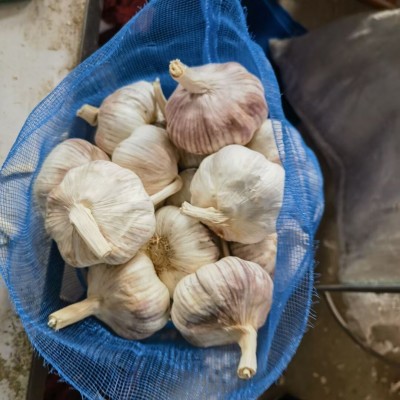 出口大蒜多种规格包装大蒜基地直发保鲜大蒜加工含商检白蒜图2