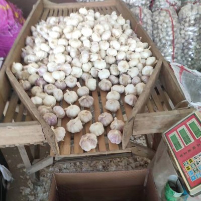 出口大蒜多种规格包装大蒜基地直发保鲜大蒜加工含商检白蒜图3