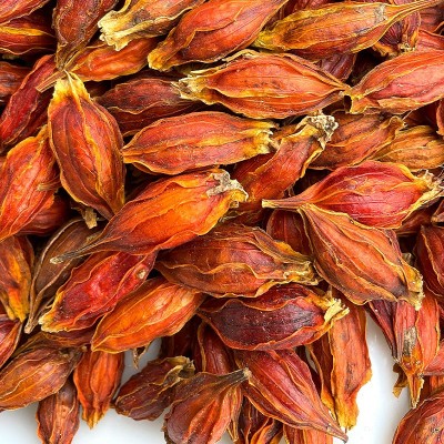 江西红栀子包邮无硫干货高色素食品上色 原材料产地直供一件代发图4