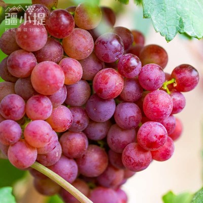 新疆吐鲁番疆小提火焰无核玻璃翠葡萄新鲜应季水晶提子无籽红提图2