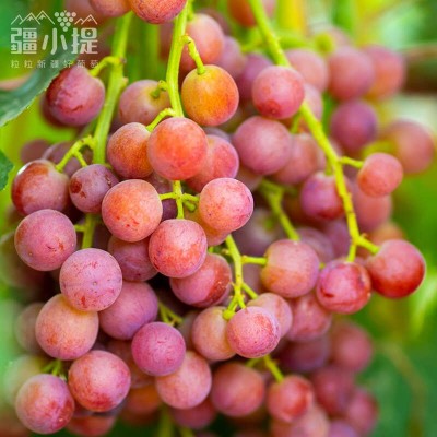 新疆吐鲁番疆小提火焰无核玻璃翠葡萄新鲜应季水晶提子无籽红提图4