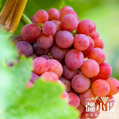 新疆吐鲁番疆小提火焰无核玻璃翠葡萄新鲜应季水晶提子无籽红提图3