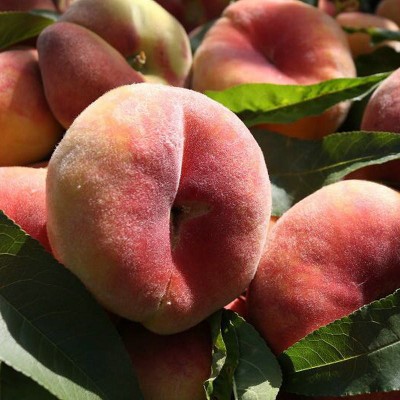 新疆特产大蟠桃石河子104团应季黄白肉纽扣扁毛桃软桃新鲜水果图3