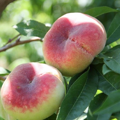 新疆特产大蟠桃石河子104团应季黄白肉纽扣扁毛桃软桃新鲜水果图4