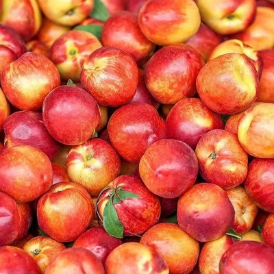 新疆库尔勒沙漠芒果桃新鲜水果当季红皮油桃麻油桃产地直发现货图3