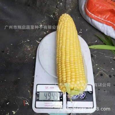 玉米种子超甜四季水果甜玉米种籽高产蔬菜种孑生吃大田广良甜27号图3