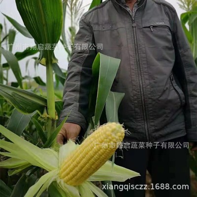 玉米种子超甜四季水果甜玉米种籽高产蔬菜种孑生吃大田广良甜27号图5
