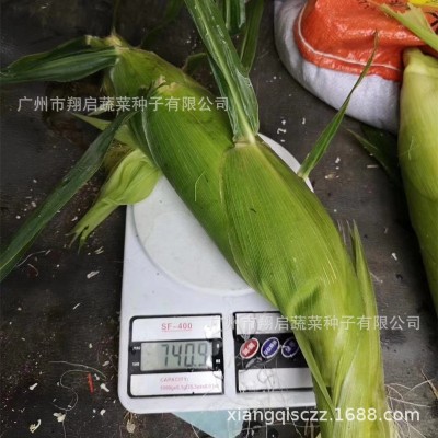 玉米种子超甜四季水果甜玉米种籽高产蔬菜种孑生吃大田广良甜27号图4