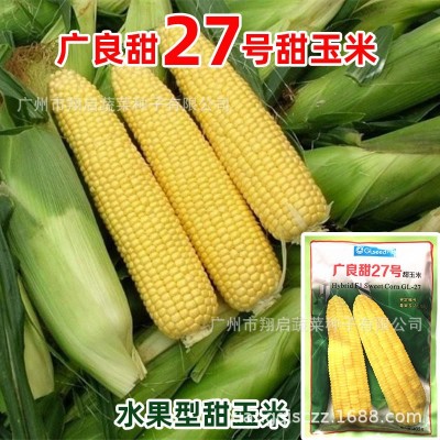 玉米种子超甜四季水果甜玉米种籽高产蔬菜种孑生吃大田广良甜27号图2