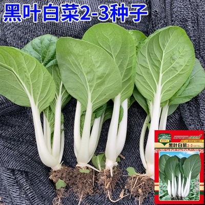 黑叶白菜种子2-3耐寒耐热高产四季快菜种籽小白菜种大田蔬菜种孑 黑叶白菜种子2-3耐寒耐热高产四季快菜种籽小白菜种大田蔬菜种孑