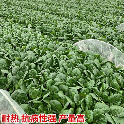 黑叶白菜种子2-3耐寒耐热高产四季快菜种籽小白菜种大田蔬菜种孑图4