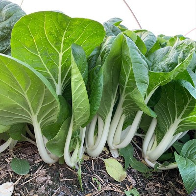 黑叶白菜种子2-3耐寒耐热高产四季快菜种籽小白菜种大田蔬菜种孑图2