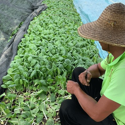 蔬菜种子批发黑叶白菜种籽小白菜籽四季杂交耐热耐雨水公司高品质图3