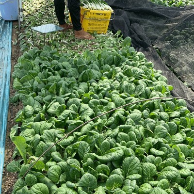 蔬菜种子批发黑叶白菜种籽小白菜籽四季杂交耐热耐雨水公司高品质图4