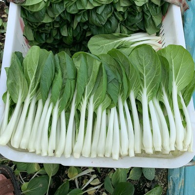 蔬菜种子批发黑叶白菜种籽小白菜籽四季杂交耐热耐雨水公司高品质图2