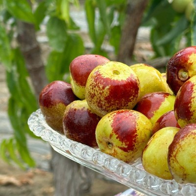 新疆戢牌牛奶脆冬枣 自然成熟 脆枣3斤/箱顺丰包邮一件代发批发图2