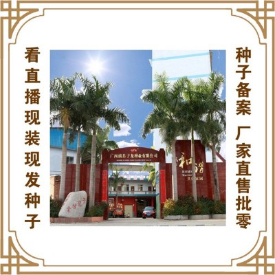 紫轩小白菜F1 冯子龙厂家直售批零大田基地大棚四季种植蔬菜种子图2