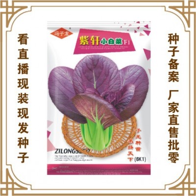 紫轩小白菜F1 冯子龙厂家直售批零大田基地大棚四季种植蔬菜种子 紫轩小白菜F1 冯子龙厂家直售批零大田基地大棚四季种植蔬菜种子