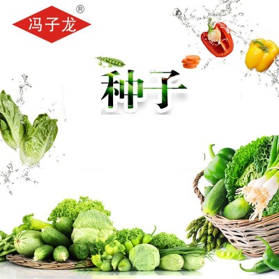 紫轩小白菜F1 冯子龙厂家直售批零大田基地大棚四季种植蔬菜种子图5