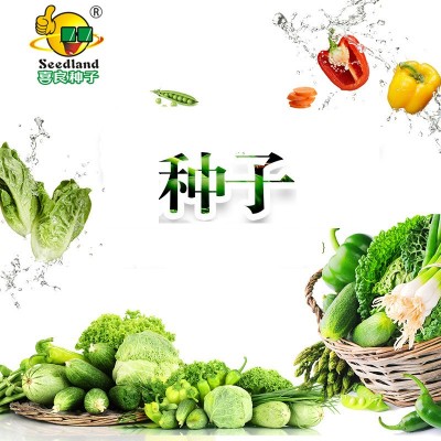 福田珍珠早熟苦瓜F1喜良种子厂家直售批零大田基地大棚露地四季种图2