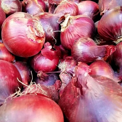 红藏洋葱种子中日照洋葱100g紫红皮葱头春秋播洋葱种籽蔬菜种子图2