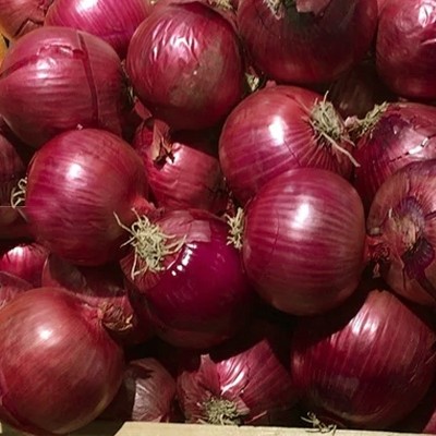 红藏洋葱种子中日照洋葱100g紫红皮葱头春秋播洋葱种籽蔬菜种子图3