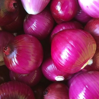 红藏洋葱种子中日照洋葱100g紫红皮葱头春秋播洋葱种籽蔬菜种子图5
