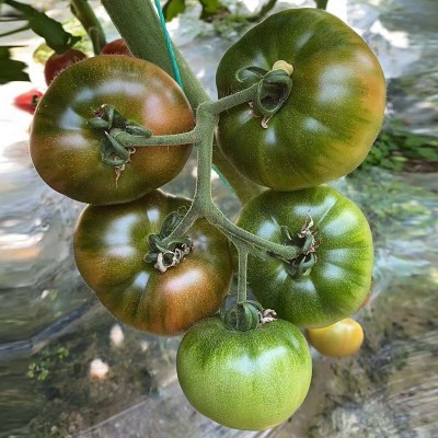 草莓番茄种子水果番茄种孑酸甜四季阳台盆栽铁皮柿子蔬菜籽种大全图4