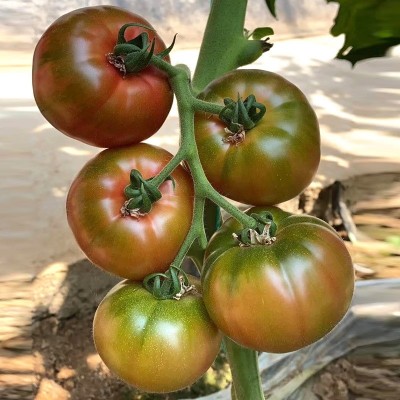 草莓番茄种子水果番茄种孑酸甜四季阳台盆栽铁皮柿子蔬菜籽种大全图3