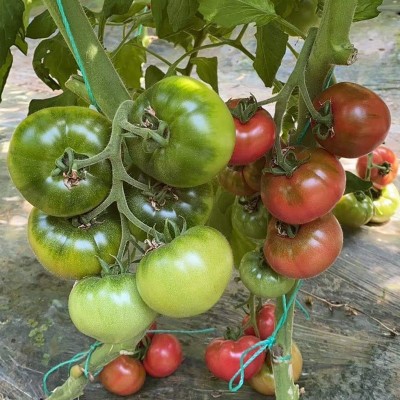 草莓番茄种子水果番茄种孑酸甜四季阳台盆栽铁皮柿子蔬菜籽种大全图2