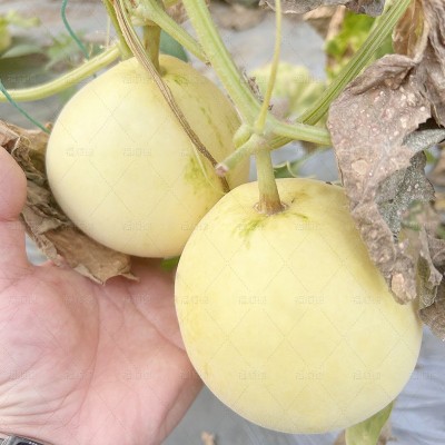 极早18早熟白甜瓜种子 5g白皮香瓜薄皮甜瓜种子 大棚菜园香瓜种子图4