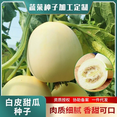 极早18早熟白甜瓜种子 5g白皮香瓜薄皮甜瓜种子 大棚菜园香瓜种子图3