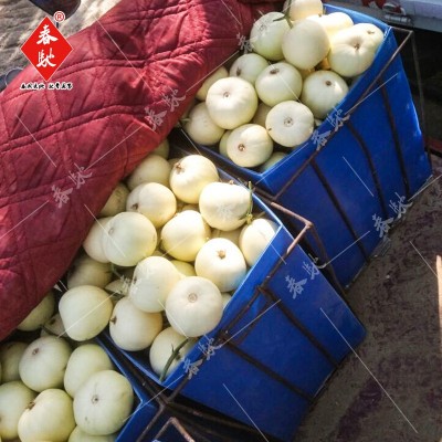 极早18早熟白甜瓜种子 5g白皮香瓜薄皮甜瓜种子 大棚菜园香瓜种子图2