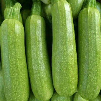 耐热西葫芦种子 美玉111 瓜皮油亮500粒耐病家庭菜园基地蔬菜种籽图5