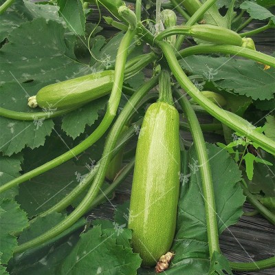 耐热西葫芦种子 美玉111 瓜皮油亮500粒耐病家庭菜园基地蔬菜种籽图2