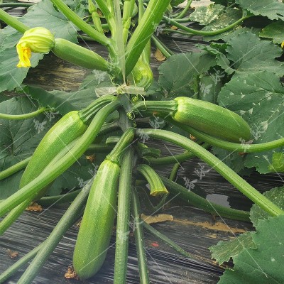 耐热西葫芦种子 美玉111 瓜皮油亮500粒耐病家庭菜园基地蔬菜种籽图3