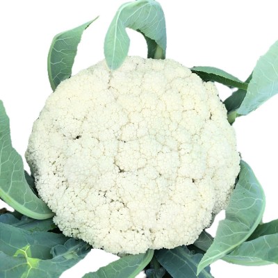 高山宝85天松花菜种子耐寒耐湿抗病高产厂家直销2000粒蔬菜种籽子图5