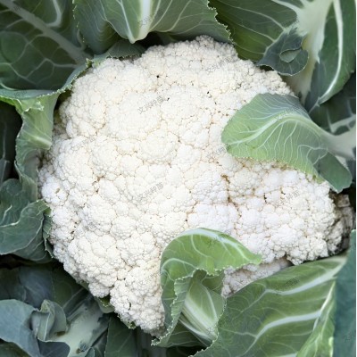 高山宝85天松花菜种子耐寒耐湿抗病高产厂家直销2000粒蔬菜种籽子图4