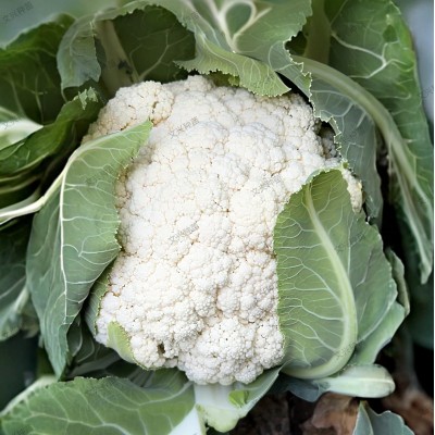 高山宝85天松花菜种子耐寒耐湿抗病高产厂家直销2000粒蔬菜种籽子图3